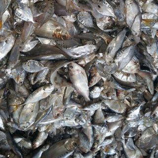 bột cá biển với hàm lượng đạm 63 dùng để chế biến thức ăn gia súc