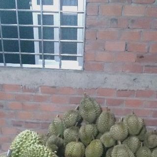 sầu riêng vườn