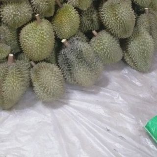 sầu riêng vườn