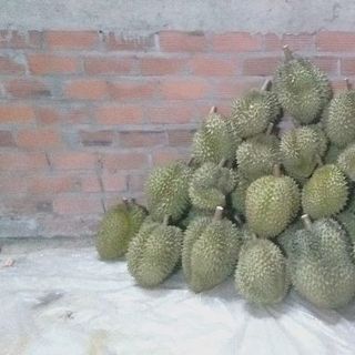 sầu riêng vườn