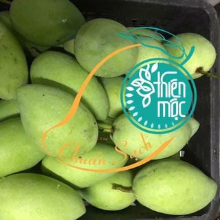 XOÀI CÁT HÒA LỘC CHUẨN SẠCH AN TOÀN