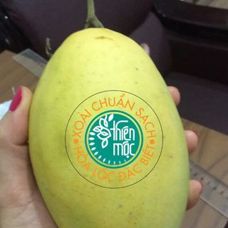 XOÀI CÁT HÒA LỘC CHUẨN SẠCH AN TOÀN