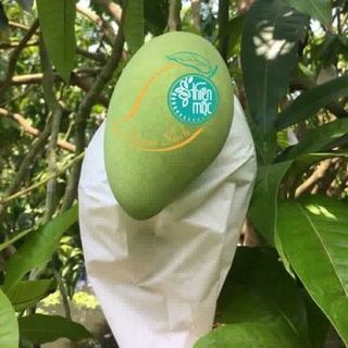 XOÀI CÁT HÒA LỘC CHUẨN SẠCH AN TOÀN