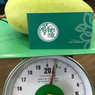 XOÀI CÁT HÒA LỘC CHUẨN SẠCH AN TOÀN