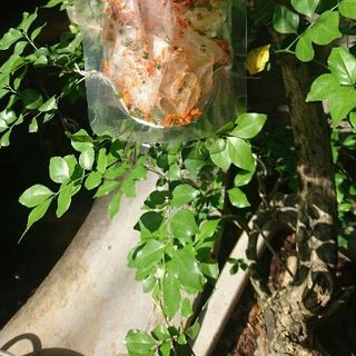 Bánh tráng cuộn cay