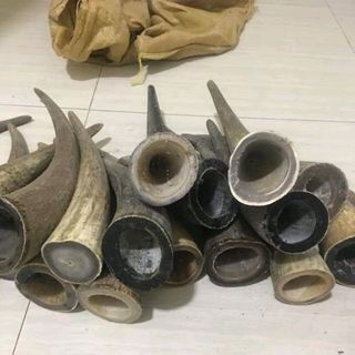 Tù và sừng bò Châu Phi và sừng trâu