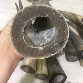 Tù và sừng bò Châu Phi và sừng trâu
