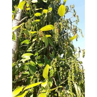 TIÊU SẠCH NHÀ TRỒNG