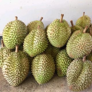 SẦU RIÊNG 6 RI