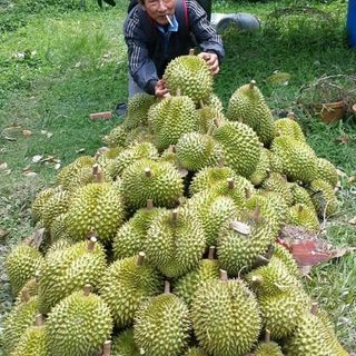 SẦU RIÊNG 6 RI