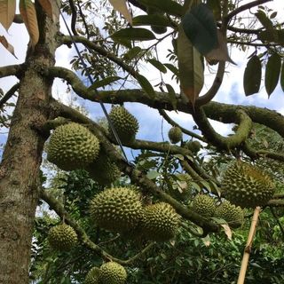 SẦU RIÊNG 6 RI