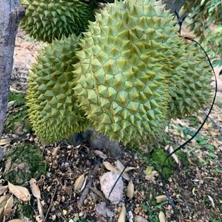 SẦU RIÊNG 6 RI