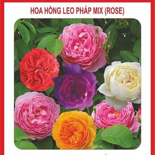 Hạt Giống Hoa Hồng Leo Pháp Mix nhiều màu - 20 hạt giá sỉ