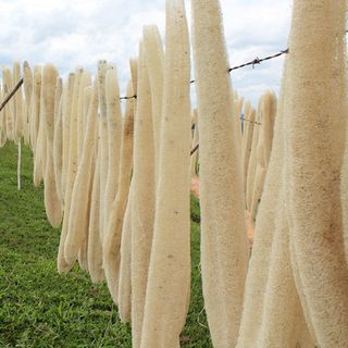 Bông tắm xơ mướp Long An