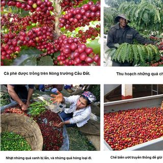 Cà Phê Hạt Đak Lak Robusta 100