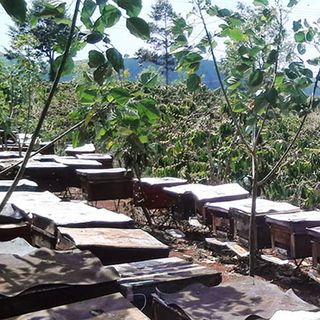 Mật ong hoa cà phê tự nhiên nguyên chất