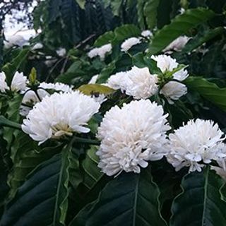 Mật ong hoa cà phê tự nhiên nguyên chất