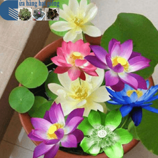 Hạt giống hoa các loại
