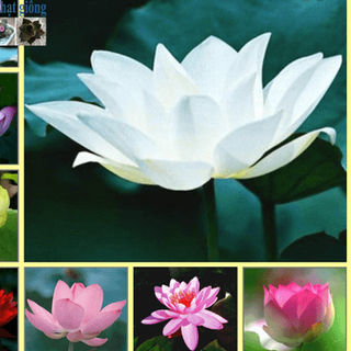 Hạt giống hoa các loại