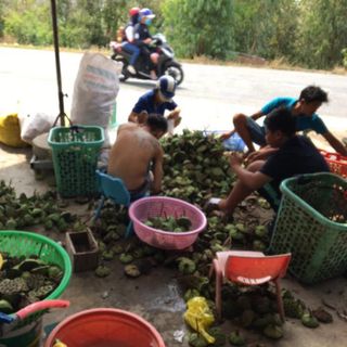 Sen đồng tháo hảo hạn-