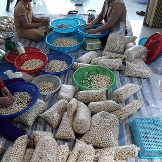 Sen đồng tháo hảo hạn-