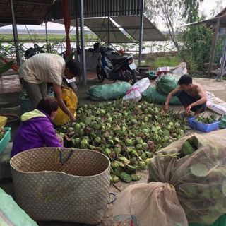 Sen đồng tháo hảo hạn-