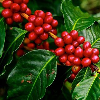 Sỉ cà phê nguyên chất hạt rang mộc Robusta Moka Cà Phê Mít