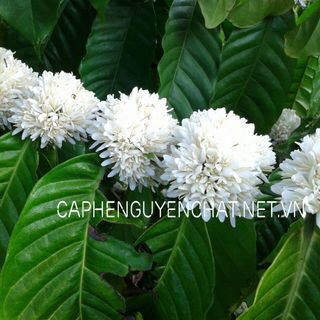 Sỉ cà phê nguyên chất hạt rang mộc Robusta Moka Cà Phê Mít