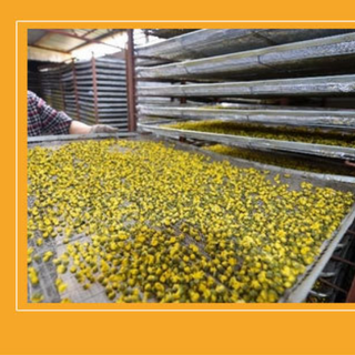 Trà hoa cúc hoa cúc khô kim cương