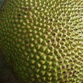Mãn cầu xiêm bơ mít