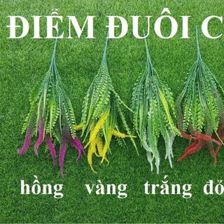 CỤM ĐIỂM ĐUÔI CHỒN