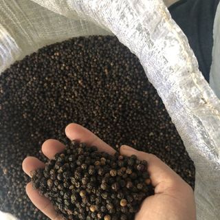 Tiêu đen Phú Quốc