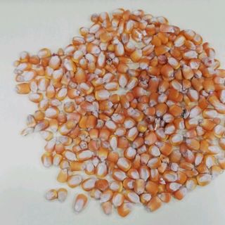 bắp hạt ngô hạt