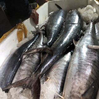 Cá thu một nắng