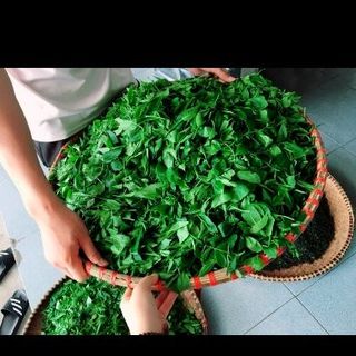 chè thái nguyên