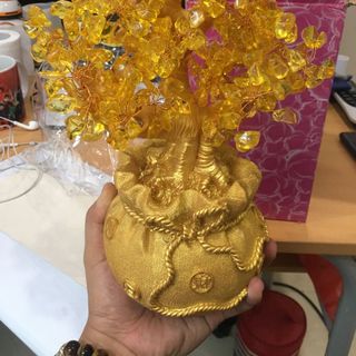 Cây tài lộc cỡ Trung