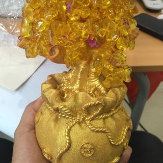 Cây tài lộc cỡ Trung