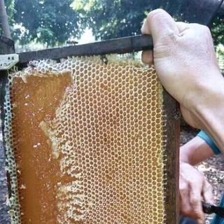 Mật ong hoa cà phê