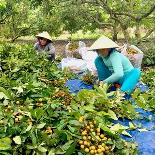 nhãn da bò tây ninh