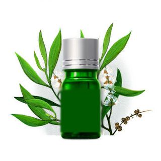 Tinh dầu tràm lọ 10ml sát khuẩn trị cảm cúm giá sỉ