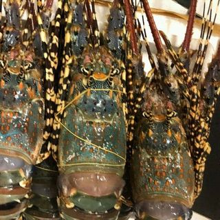 TÔM HÙM NGỘP TƯƠI