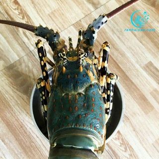 TÔM HÙM NGỘP TƯƠI