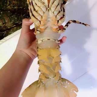 TÔM HÙM NGỘP TƯƠI