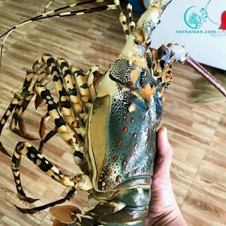 TÔM HÙM NGỘP TƯƠI