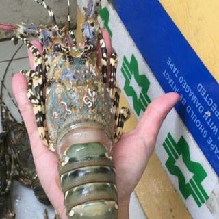 TÔM HÙM NGỘP TƯƠI