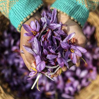 affron - Nhụy Hoa Nghệ Tây Thảo dược quý hiếm cho sức khỏe và sắc đẹp - Saffron Negin tốt nhất hiện nay giá sỉ​ giá bán buôn