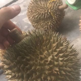 SẦU RIÊNG CHUỒNG BÒ - 100 Ogarnic