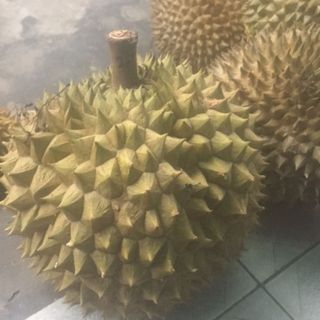 SẦU RIÊNG CHUỒNG BÒ - 100 Ogarnic