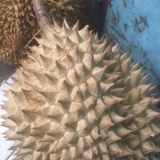 SẦU RIÊNG CHUỒNG BÒ - 100 Ogarnic