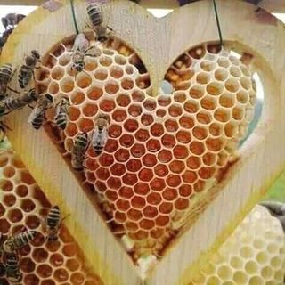 MẬT ONG HOA CÀ PHÊ TÂY NGUYÊN